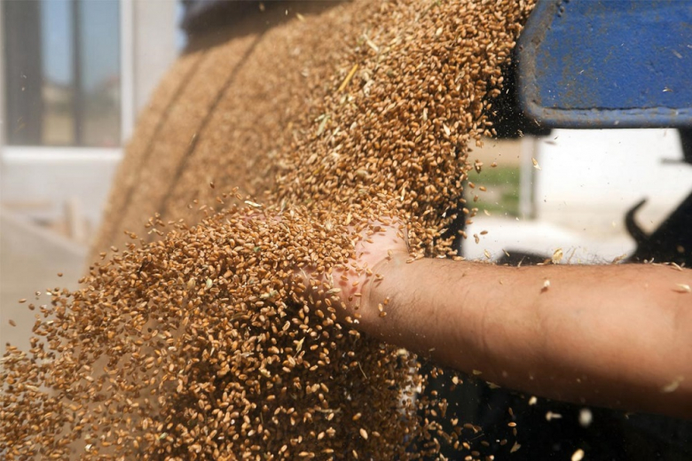Viterra подтвердила планы прекратить экспорт зерна из России